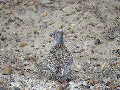 Thinocorus rumicivorus