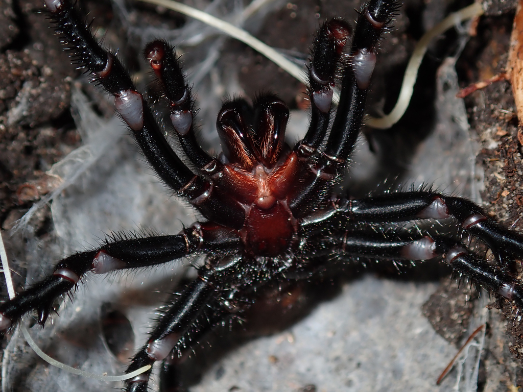 Sydney funnel-web spider (Atrax robustus)
