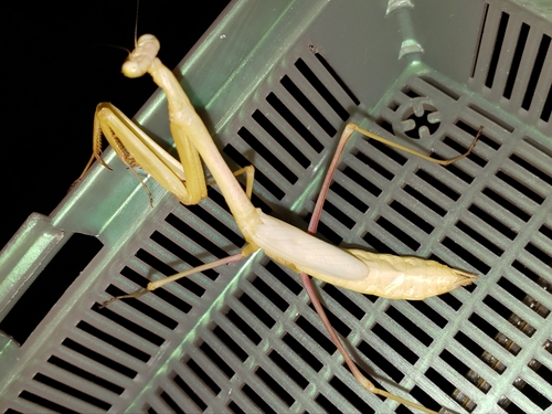 Larger Florida Mantis photo 6