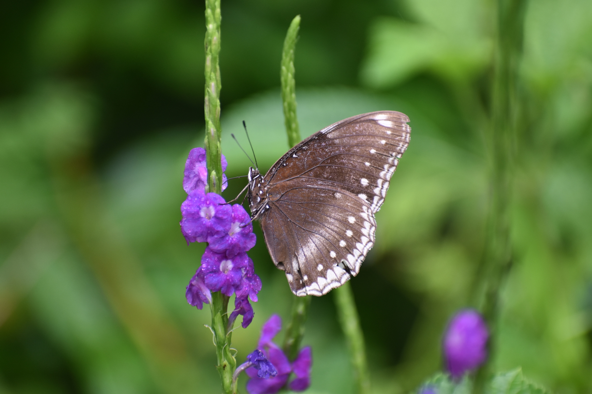 Great Eggfly