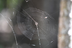 Gasteracantha sacerdotalis