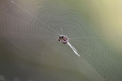 Gasteracantha sacerdotalis