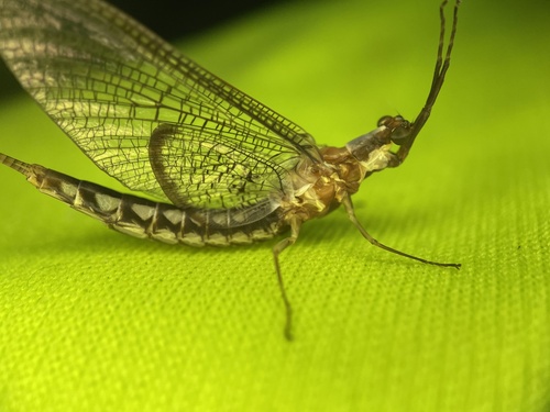 Emergent Mayfly photo 5