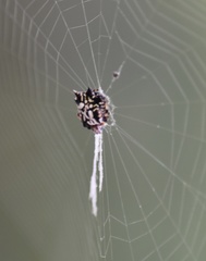 Gasteracantha sacerdotalis