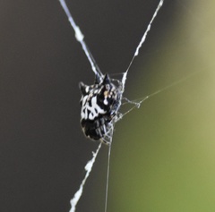 Gasteracantha sacerdotalis