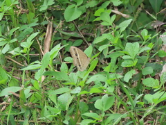 Mycalesis gotama nanda