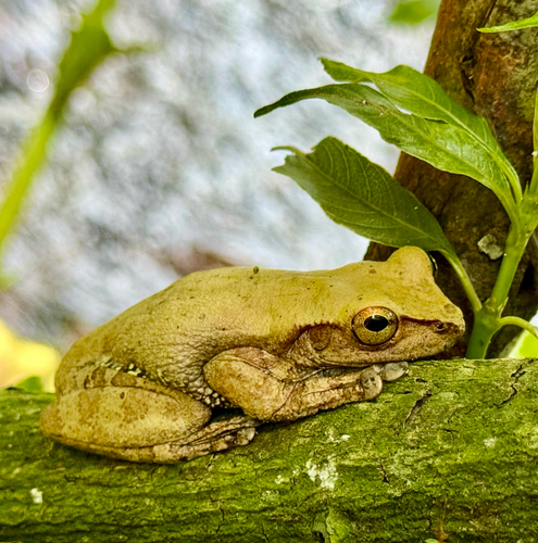 Porthole tree frog