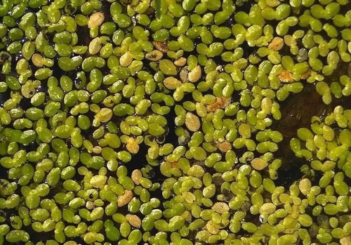 lesser duckweed