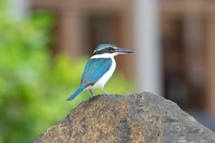 Todiramphus sacer vitiensis