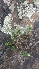 Vittadinia australis