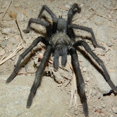 Aphonopelma steindachneri