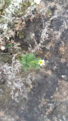 Vittadinia australis