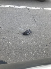 Columba livia domestica