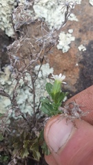 Vittadinia australis