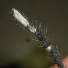 Aphonopelma steindachneri