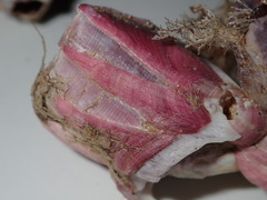 Megabalanus coccopoma