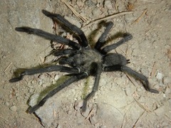 Aphonopelma steindachneri