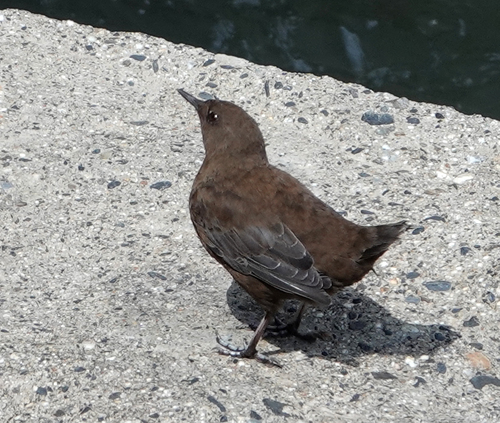 Brown Dipper