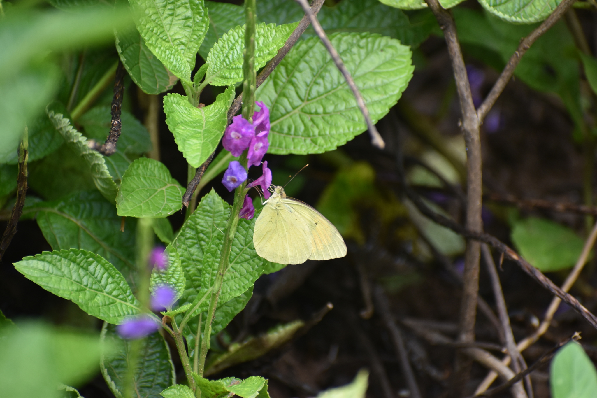 Yellow Orange-Tip