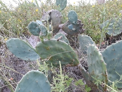 Opuntia bentonii