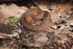 Crotalus armstrongi