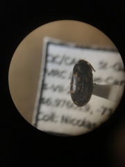 Mycetophagus serrulatus