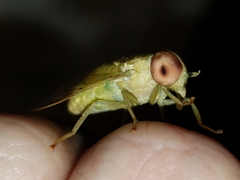 Chlorotabanus crepuscularis