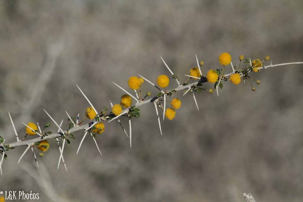 water-thorn-vachellia-nebrownii-botanical-realm