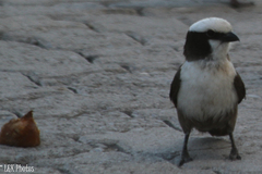 Eurocephalus anguitimens