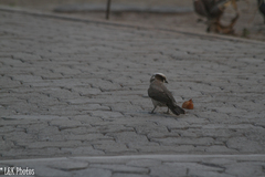 Eurocephalus anguitimens