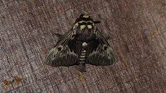 Megalopyge albicollis