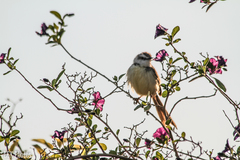 Prinia flavicans