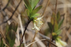 Lonicera villosa