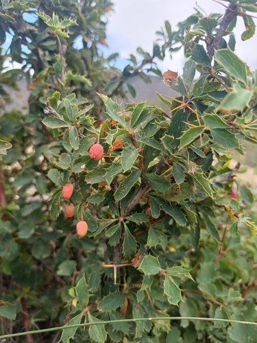 Siberian Barberry (Berberis sibirica)