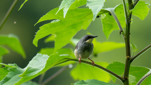 iNaturalist image