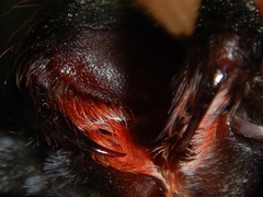 Aphonopelma steindachneri