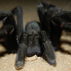 Aphonopelma steindachneri