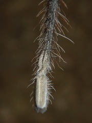 Aphonopelma steindachneri