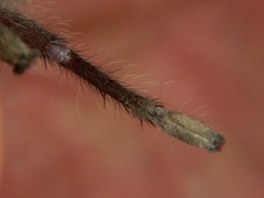 Aphonopelma steindachneri