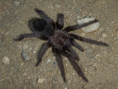 Aphonopelma steindachneri