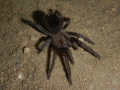 Aphonopelma steindachneri