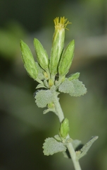 Brickellia desertorum