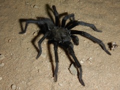 Aphonopelma steindachneri