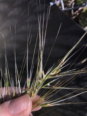 Austrostipa rudis