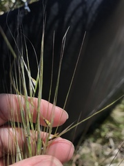 Austrostipa rudis