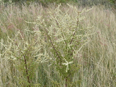 Asterohyptis stellulata