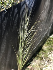 Austrostipa rudis