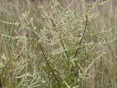 Asterohyptis stellulata