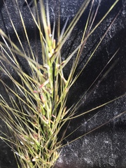 Austrostipa rudis