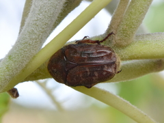 Euphoria leucographa